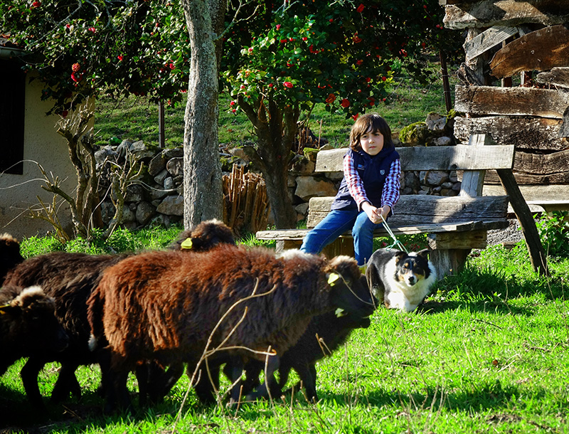 Actividad con ovejas xaldas de Naturaleza para los Sentidos