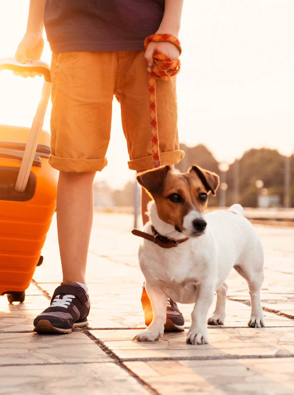 Ahora puedes viajar con tu mascota a algunos Paradores