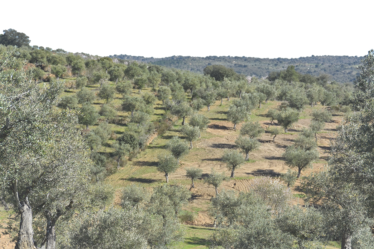 Olivar