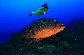 Buceo en El Hierro Islas Canarias