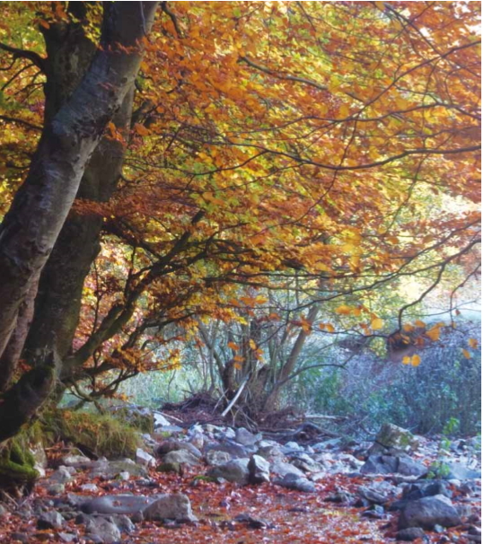 Bosques de España con Paradores Fayedo de Ciñera