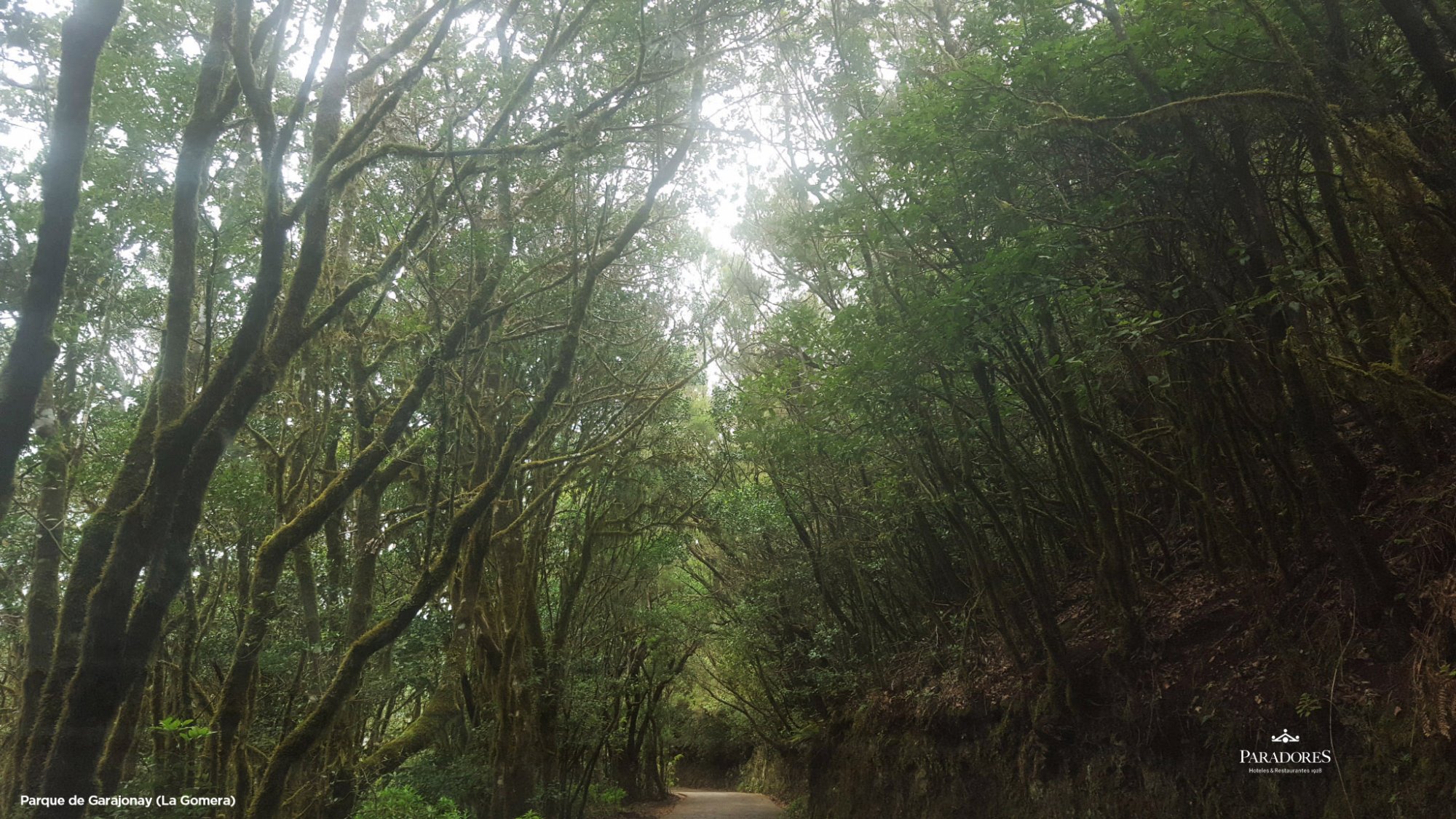 Parque de Garajonay La Gomera