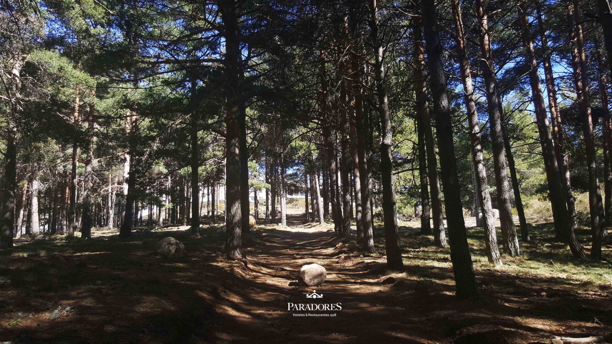 Paseo pinar Navarredonda Gredos Paradores
