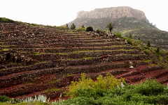 Viñedos en La Gomera