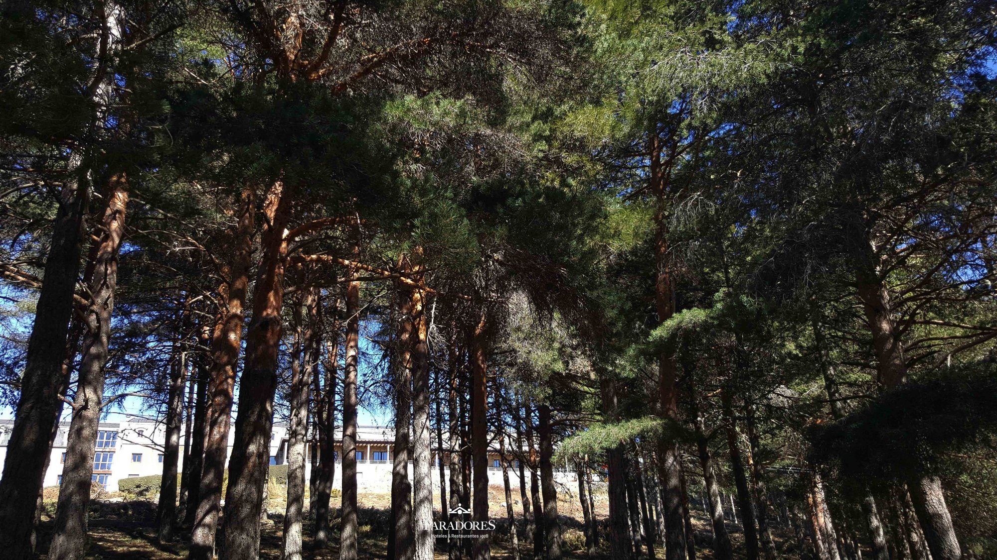 Vistas del Parador de Gredos desde pinar Navarredonda