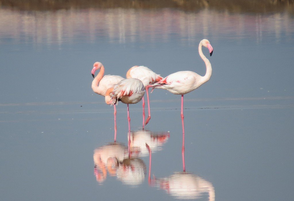 Flamencos