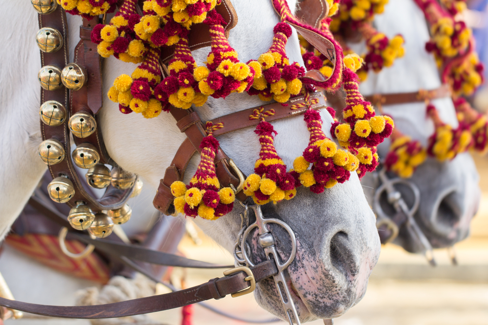 Los caballos tsmbién son protsfonistas de las fiestas de la vendimia en Jerez de la Frontera