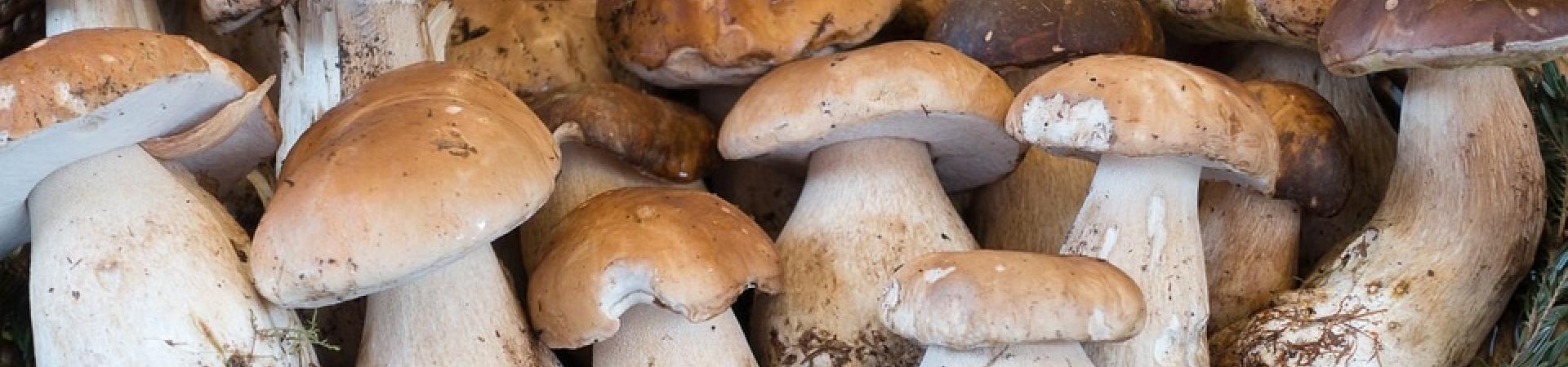 boletus.jpg boletus.jpg