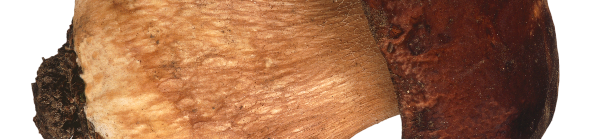 boletus.png boletus.png