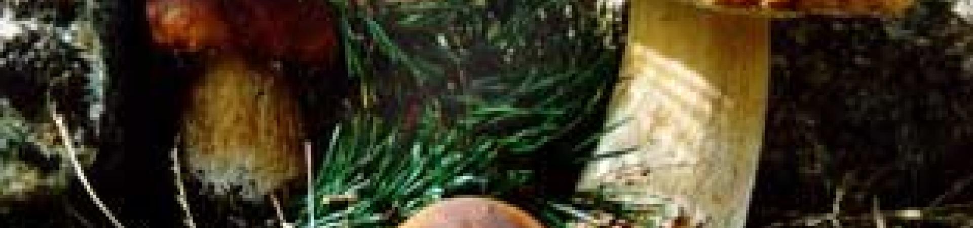 boletusedulis21.jpg boletusedulis21.jpg