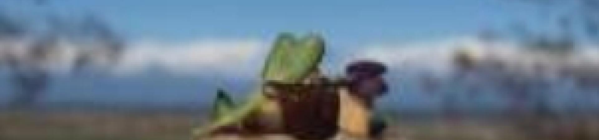 canelon_de_shiitake_1.jpg canelon_de_shiitake_1.jpg