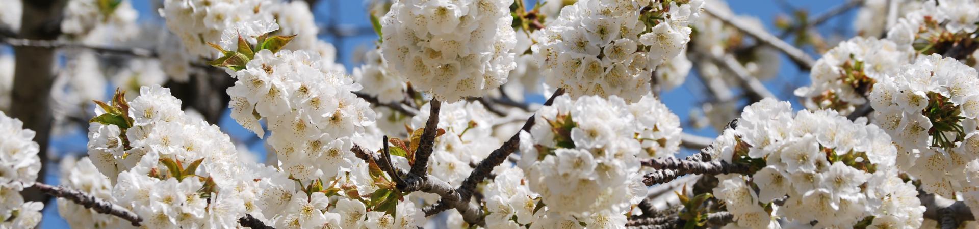 cerezo_en_flor_2_paradores.jpg cerezo_en_flor_2_paradores.jpg