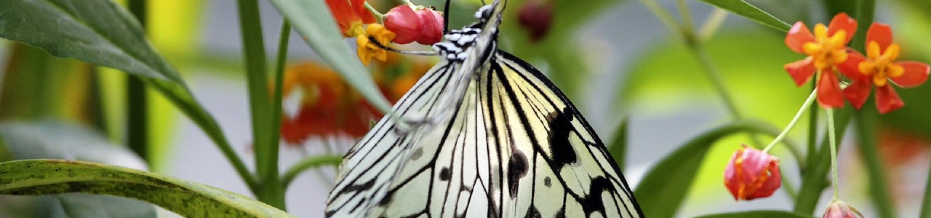 mariposa.png mariposa.png