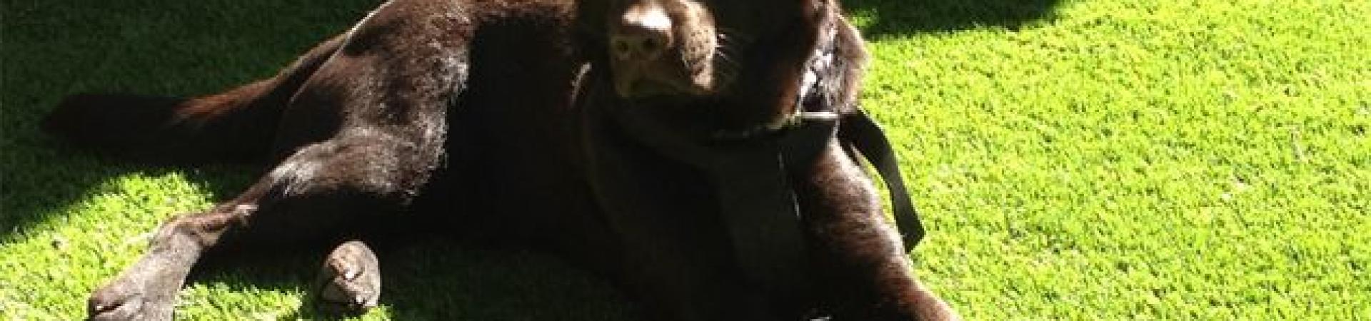 mascotas-en-paradores.jpg mascotas-en-paradores.jpg