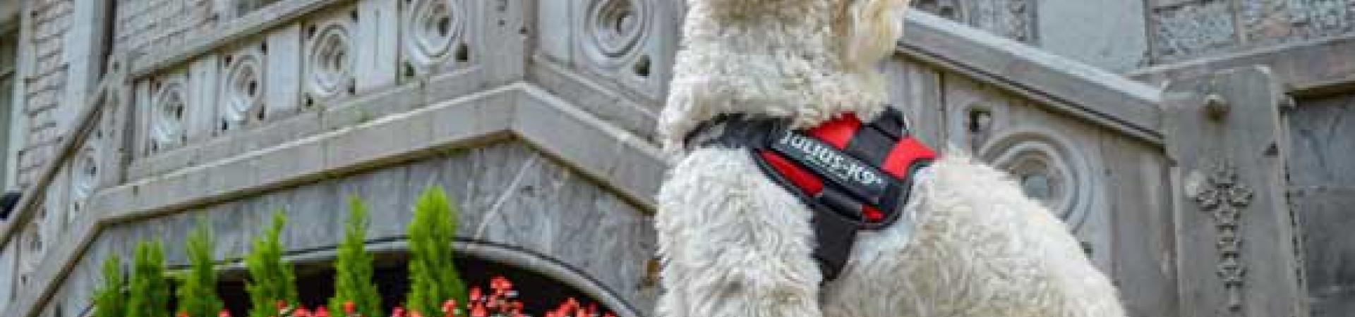 oferta-pet-friendly.jpg oferta-pet-friendly.jpg
