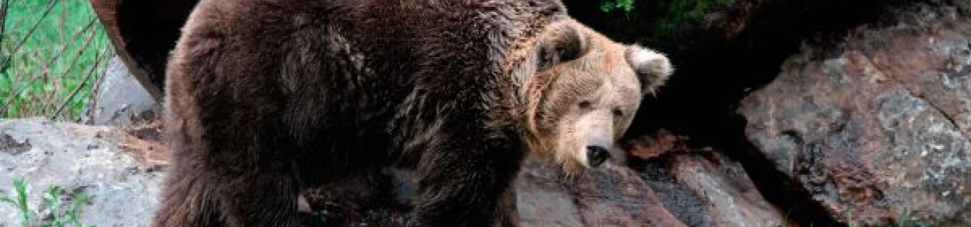 oso_pardo_cantabrico_en_cercado_senda_del_oso_fundacion_oso_pardo_redi.jpg