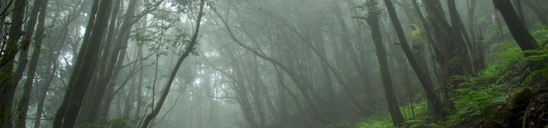 paque_nacional_de_garajonay_la_gomera.jpg paque_nacional_de_garajonay_la_gomera.jpg