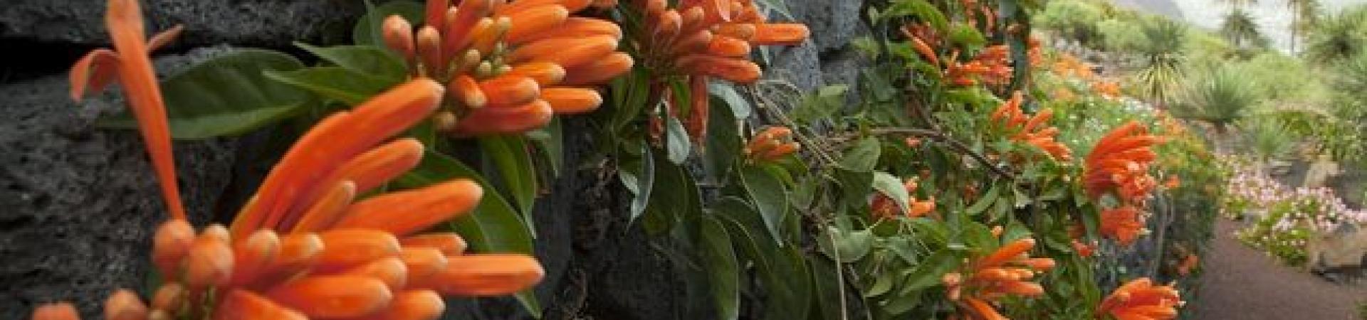 parador_de_la_palma_14_jardines.jpg parador_de_la_palma_14_jardines.jpg