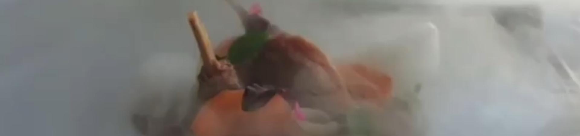 perdiz_bruma_2.jpg perdiz_bruma_2.jpg