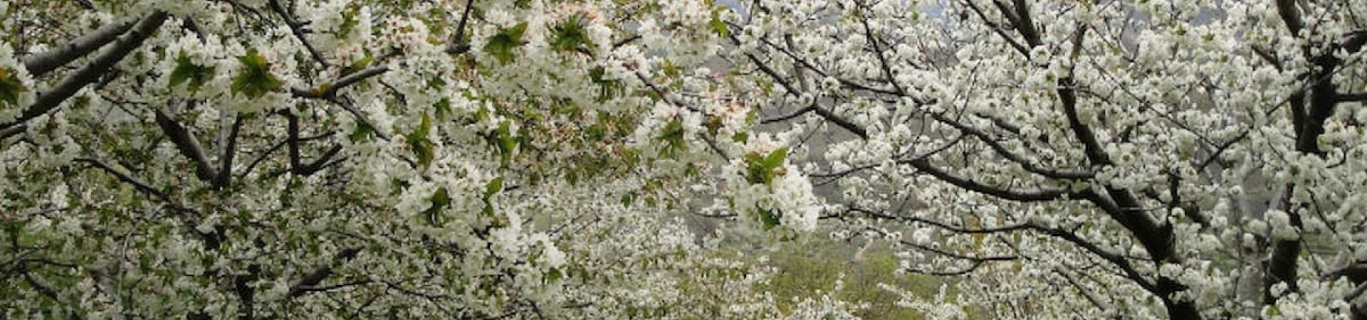 cerezo en flor