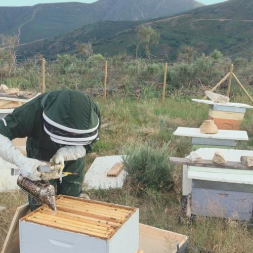 Naturaleza para los Sentidos Villafranca del Bierzo - La abeja reina