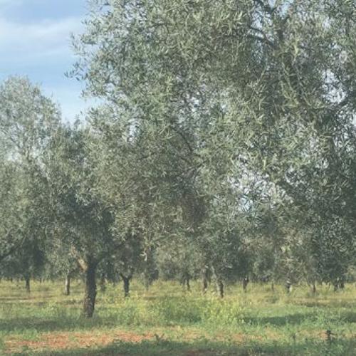 Naturaleza para los Sentidos Manzanares - Oro Vegetal