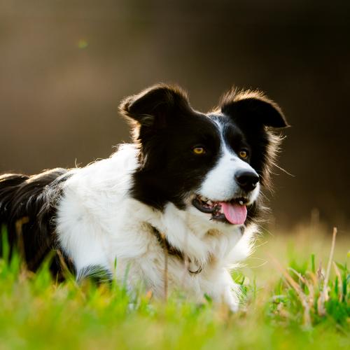 Naturaleza para los Sentidos Cangas de Onís - Perros pastores