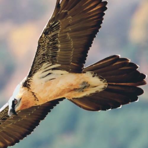 Naturaleza para los Sentidos Cangas de Onís - El quebrantahuesos