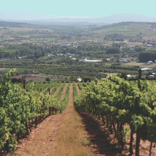 Naturaleza para los Sentidos Villafranca del Bierzo - Viñedos