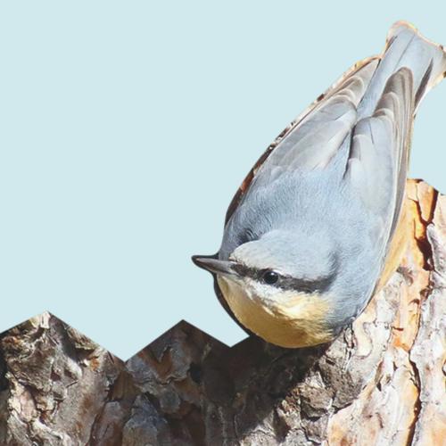 Naturaleza para los Sentidos Gredos: Contemplar el vuelo