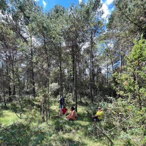 Baño de bosques en el Parador de Vic