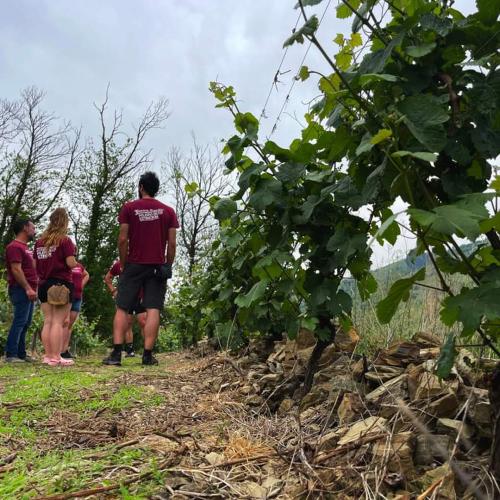 Naturaleza para los sentidos Parador de Cortias: Tras los pasos del vino