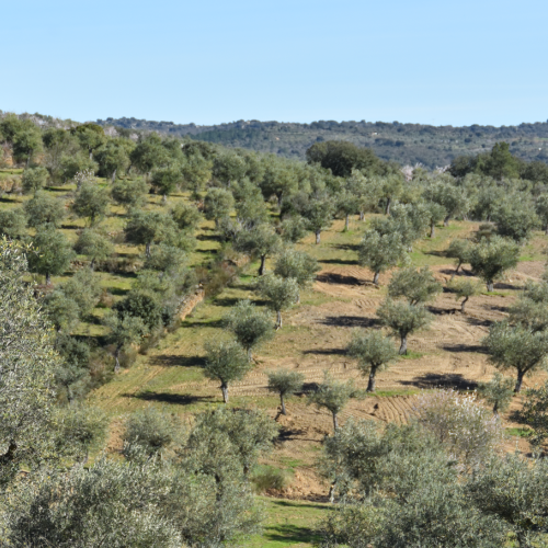 cultivadores de aceite en el parador de ciudad rodrigo