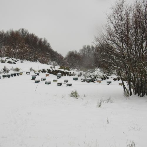 Los polinizadores del bosque