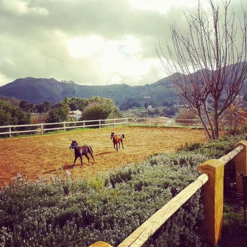 aventura a caballo en el parador de cruz de tejeda