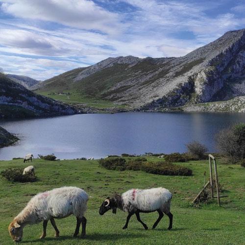 Actividad Naturaleza para los sentidos en los Lagos de Covadonga desde el Parador de Cangas de Onís