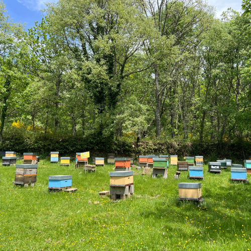 NPLS - Los polinizadores del bosque