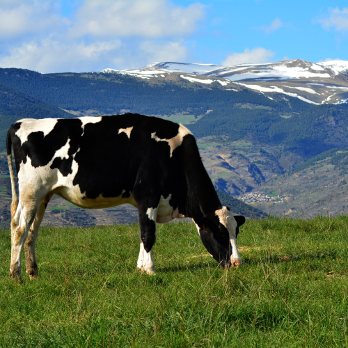 NPLS - Gastronomía y tradición: el Pirineo a través de sus historias  