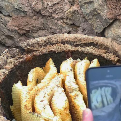 Imagen de una colmena en un tronco de árbol que forma parte de la experiencia de Colmenares tradicionales pinedienses en el Parador de Lerma