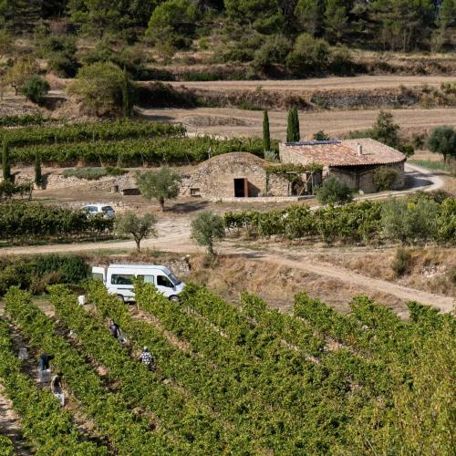 Viñedos de L'Olivera