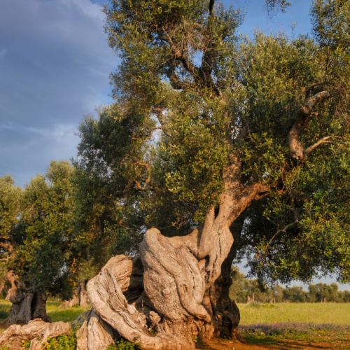 Olivo centenario
