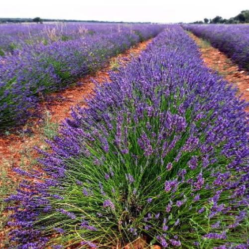 campos_de_lavanda_brihuega.jpg