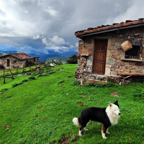 Cangas de Onís, actividad con Border Collies