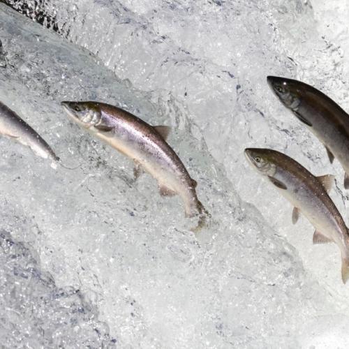 Remonte salmones