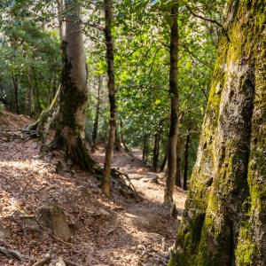 Bosque en La Larri en el entorno del Parador de Bielsa
