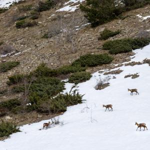 La Larri en el entorno del Parador de Bielsa