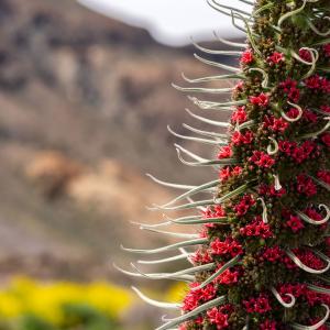 Detalle de vegetación en el entorno del Parador de Las Cañadas del Teide