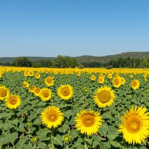 Campo de girasoles cerca del Parador de Molina de Aragón
