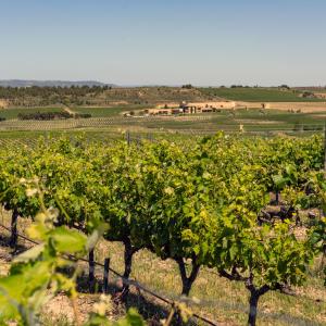 Viñedos en el Parador de Olite-Erriberri