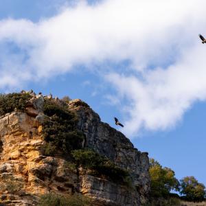 Aves rapaces cerca del Parador de Sigüenza